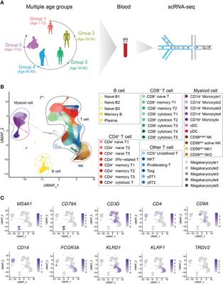 Single-cell RNA sequencing reveals the molecular features of peripheral blood immune cells in children, adults and centenarians